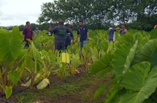 Visitors in Waimanalo Research Station taro field at field day